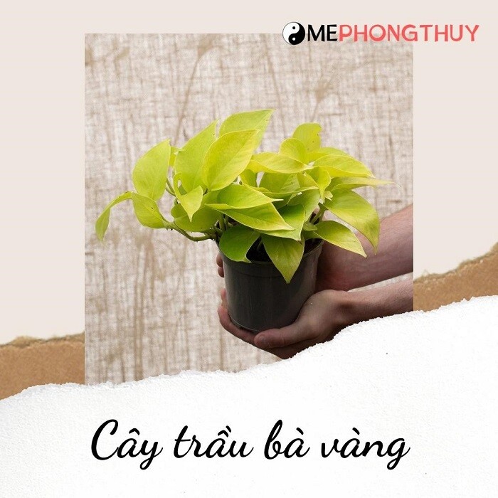 Cây trầu bà vàng