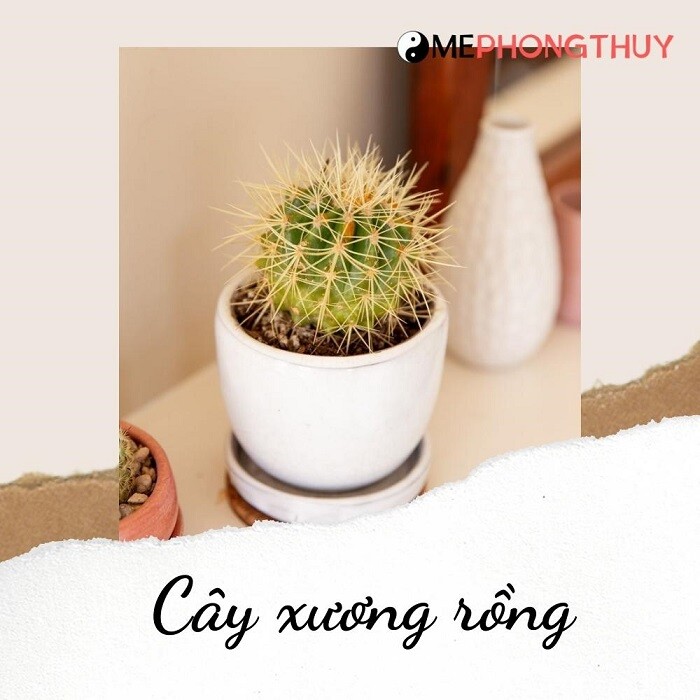 Cây xương rồng