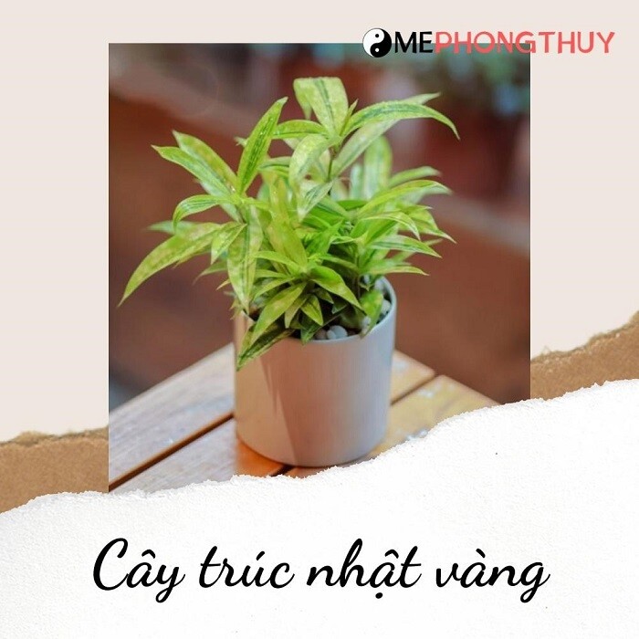 Cây trúc nhật vàng