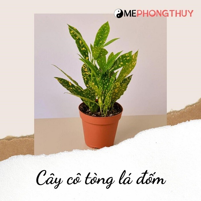 Cây cô tòng lá đốm