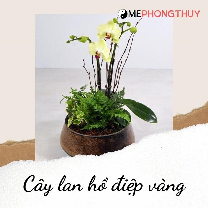 Cây lan hồ điệp vàng