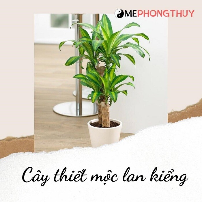 Cây thiết mộc lan kiểng