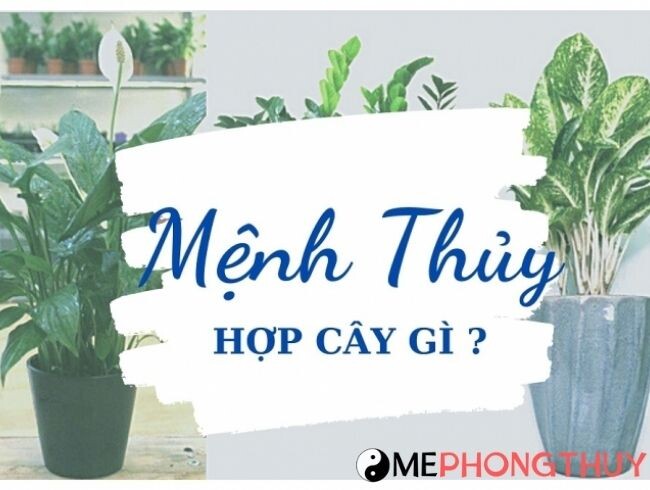 Mệnh Thủy hợp cây gì