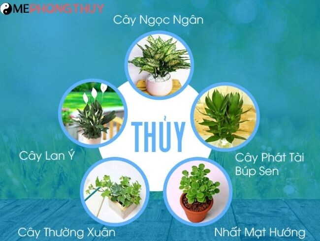 Mệnh Thủy trồng cây gì