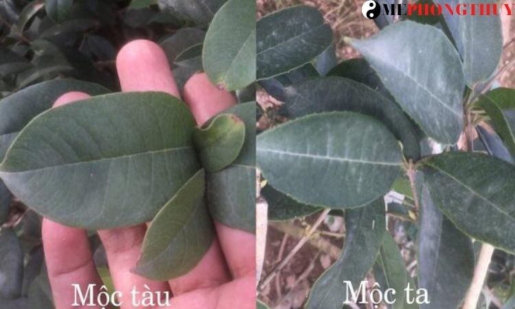 Cây mộc hương có mấy loại