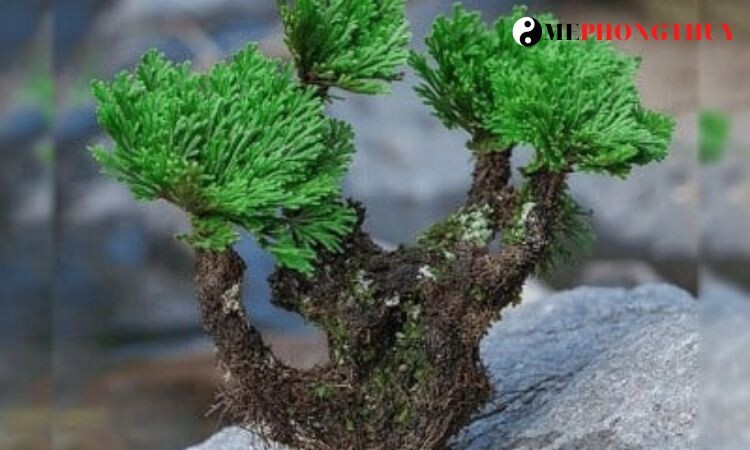 hinh-anh-cay-truong-sinh-thao-bonsai-dep-1