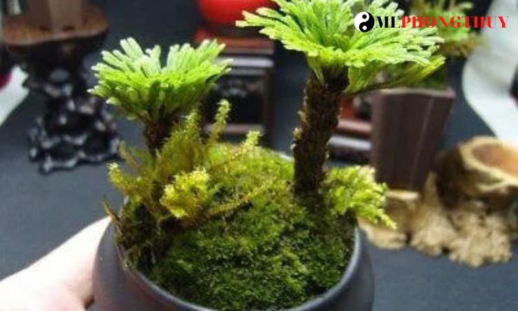 hinh-anh-cay-truong-sinh-thao-bonsai-dep-2