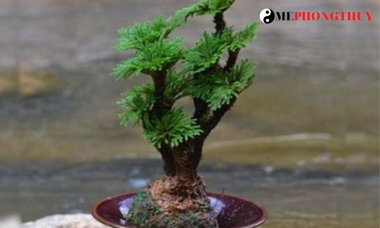 hinh-anh-cay-truong-sinh-thao-bonsai-dep-3