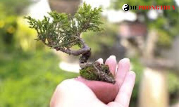 hinh-anh-cay-truong-sinh-thao-bonsai-dep-4