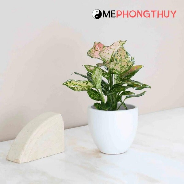 cây vạn lộc hợp mệnh gì