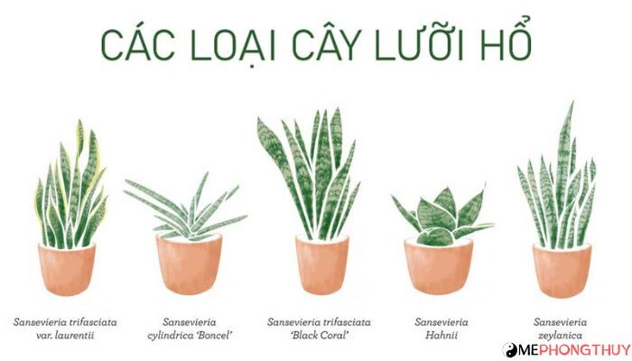 Cây lưỡi hổ là gì? Các loại cây lưỡi hổ