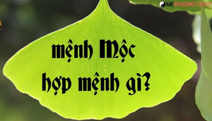 Mệnh Mộc hợp mệnh gì?