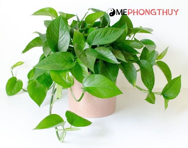 cây trầu bà hợp mệnh gì