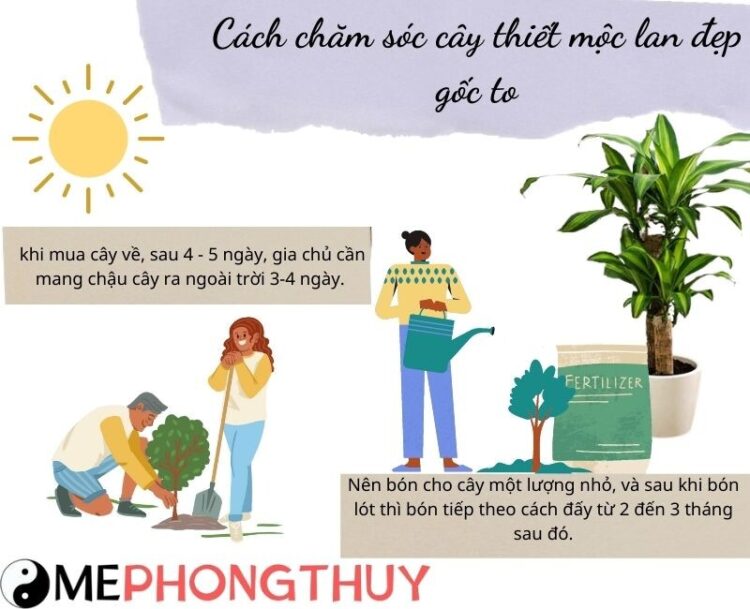 Cách chăm sóc cây thiết mộc lan đẹp gốc to