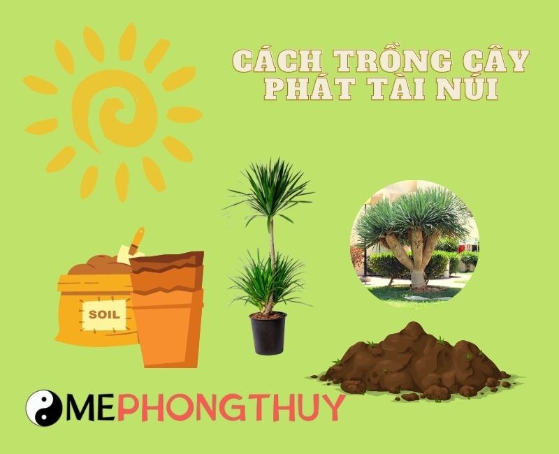 Cách trồng cây phát tài núi