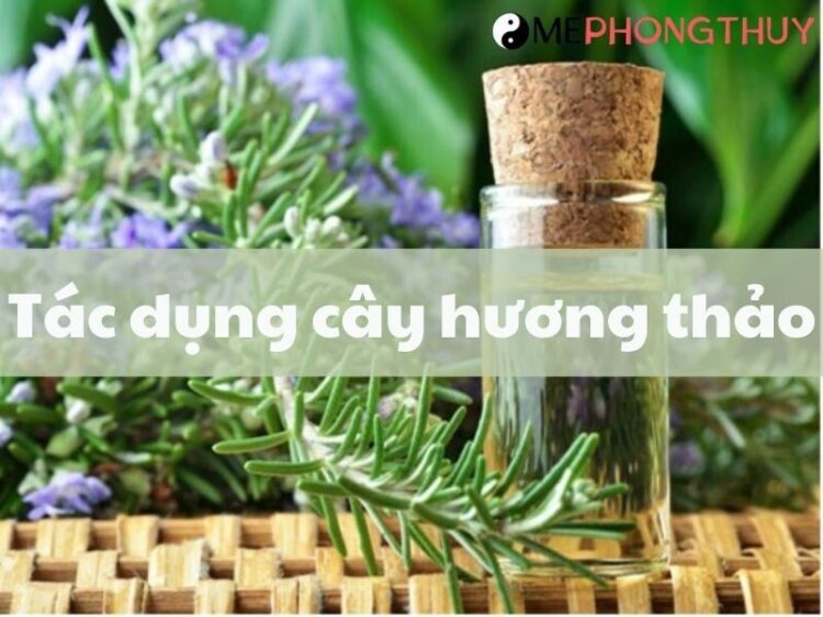 Cây hương thảo có tác dụng gì