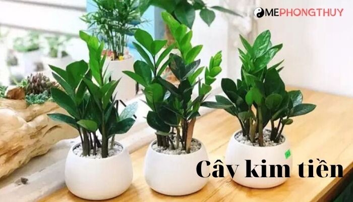 Tuổi Tý hợp cây gì