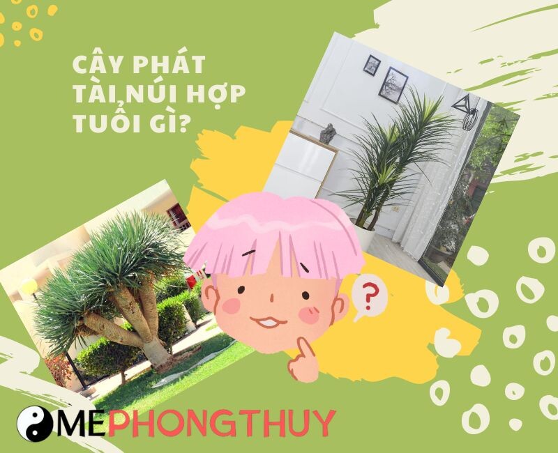 Cây phát tài núi hợp tuổi gì