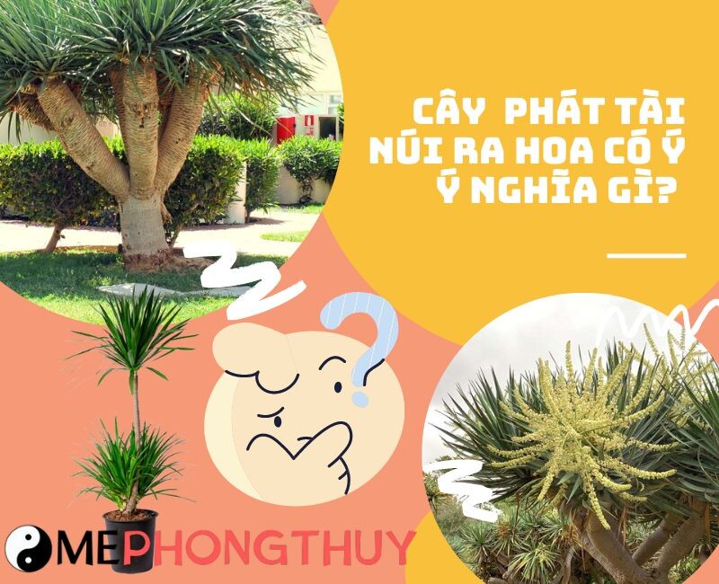 Cây phát tài núi ra hoa có ý nghĩa gì