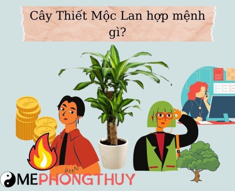 Cây thiết mộc lan hợp với mệnh gì