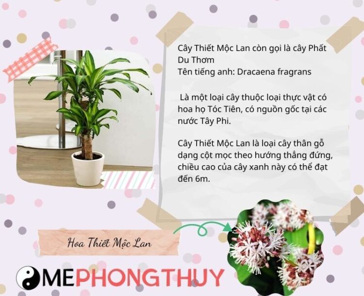 Cây thiết mộc lan là cây gì