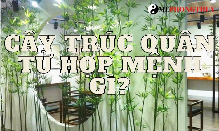 cây trúc quân tử hợp mệnh gì