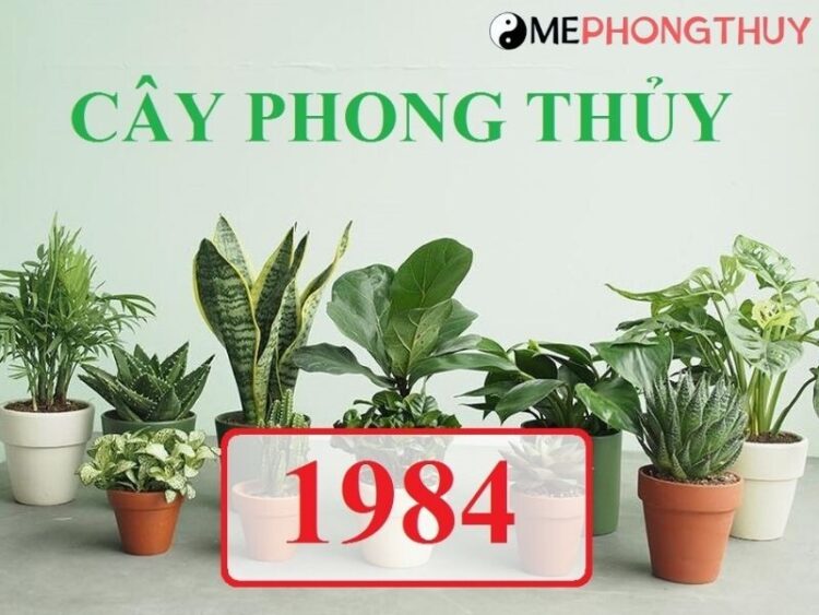 Giáp Tý 1984 nên trồng cây gì