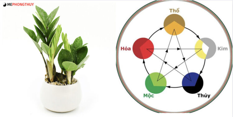 Cây kim tiền hợp mệnh gì