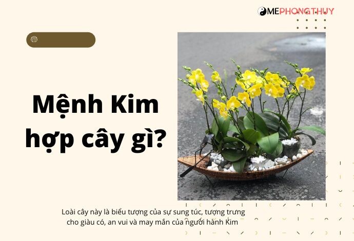 Mệnh Kim hợp cây gì?