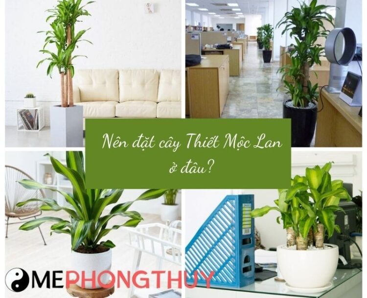 Nên đặt cây thiết mộc lan ở đâu