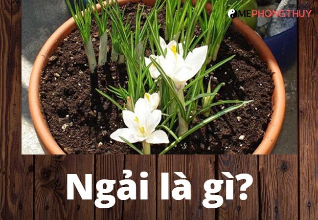 Ngải là gì?