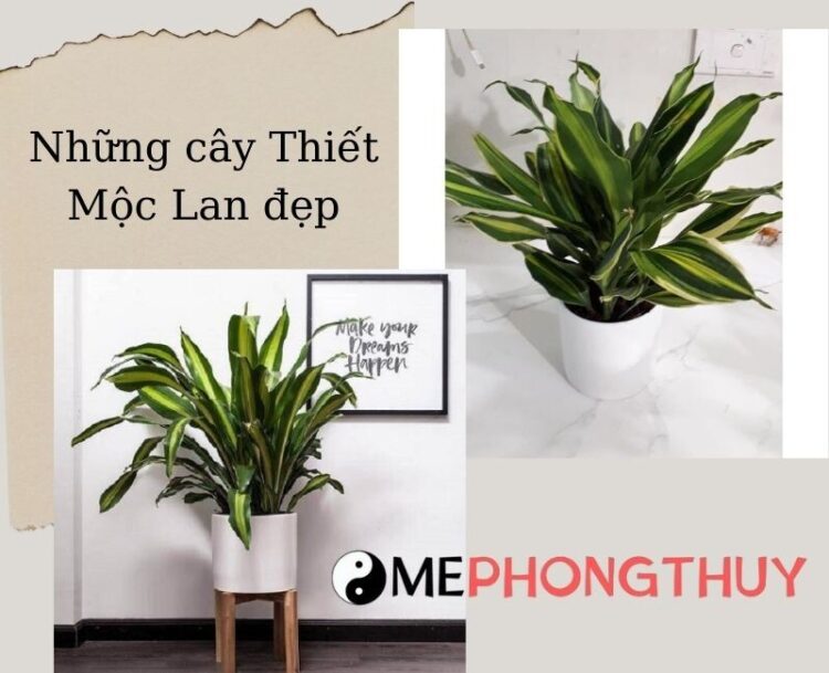 nhung hinh anh cay thiet moc lan dep nhat(2)