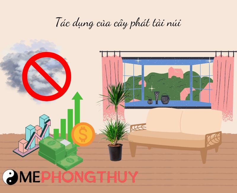 Tác dụng của cây phát tài núi