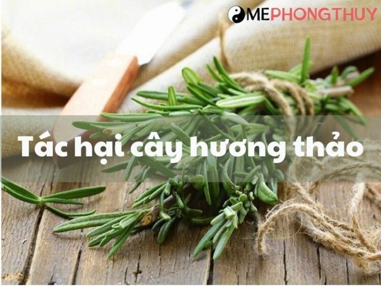 Tác hại của cây hương thảo