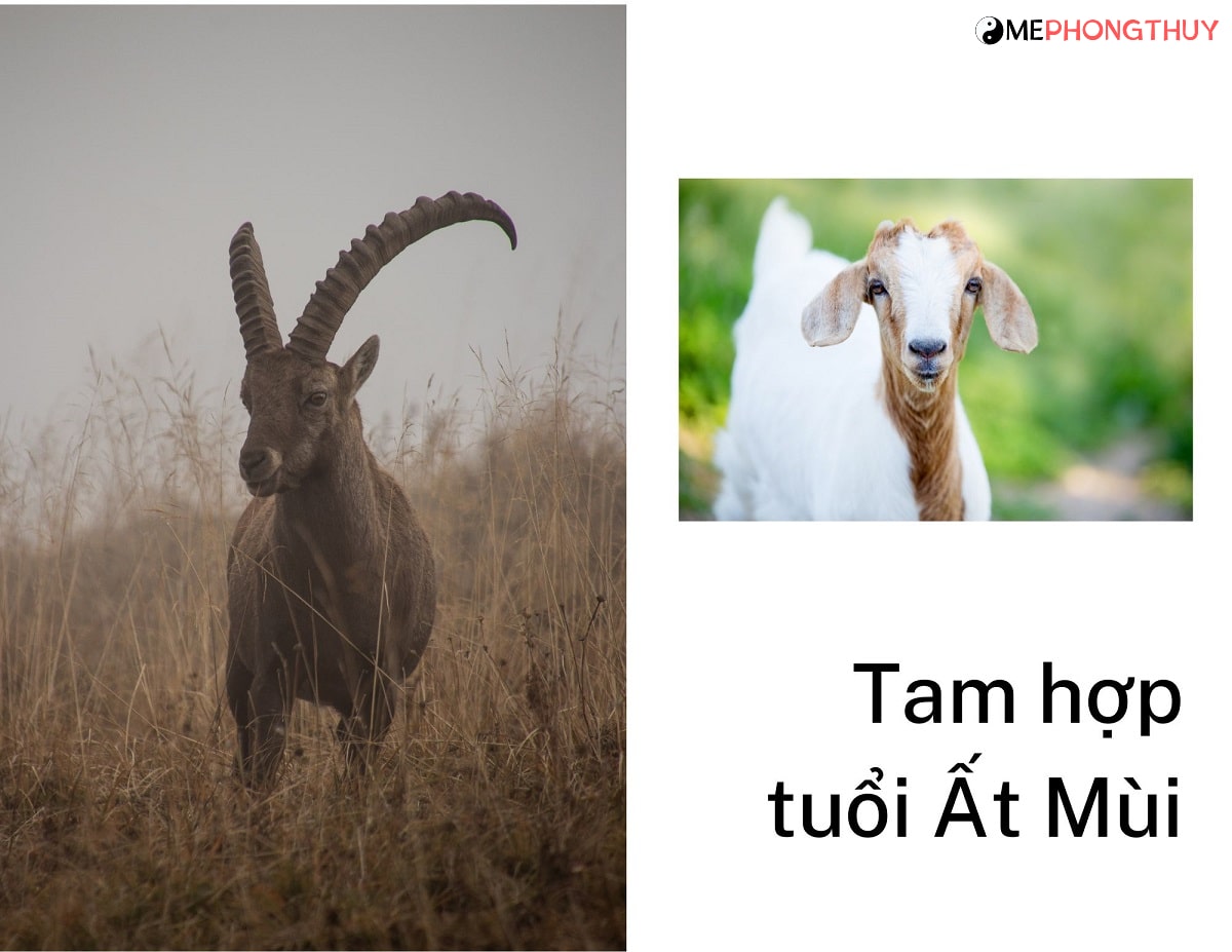 Tam hợp Ất Mùi