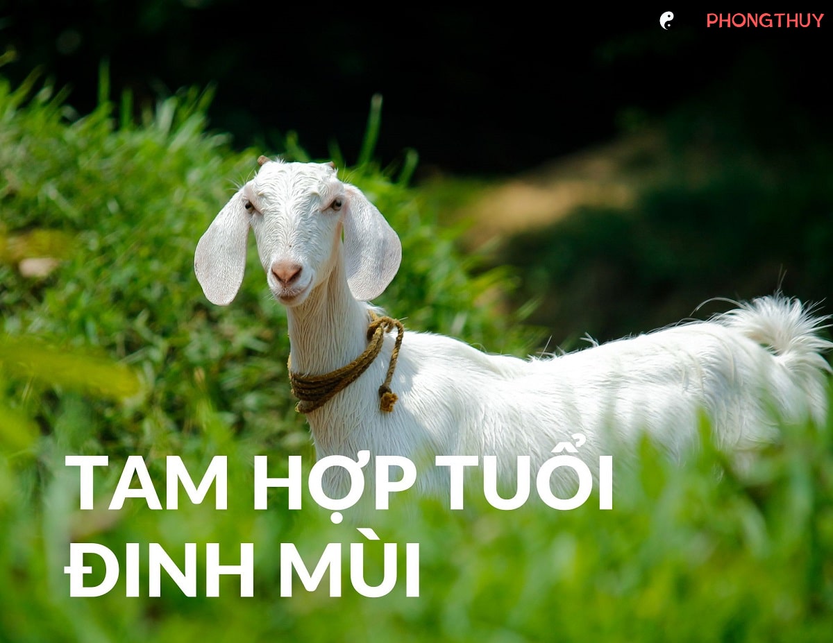 Tam hợp Đinh Mùi