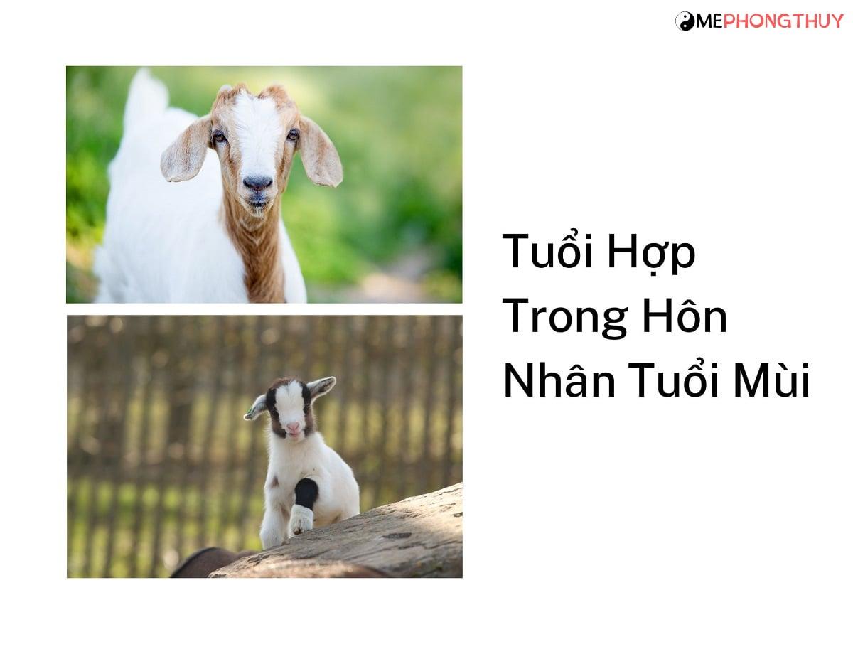 Tuổi hợp hôn nhân nam mạng tuổi Mùi