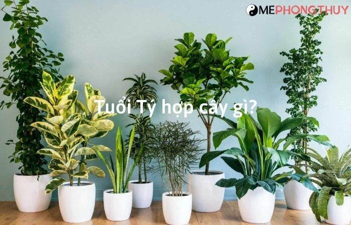 Tuổi Tý hợp cây gì