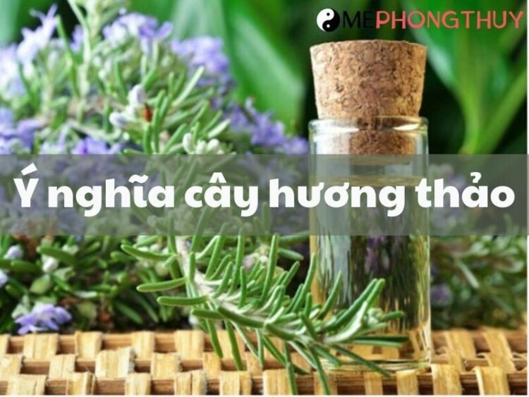 Ý nghĩa cây hương thảo