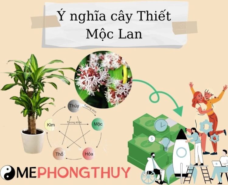 Ý nghĩa cây thiết mộc lan