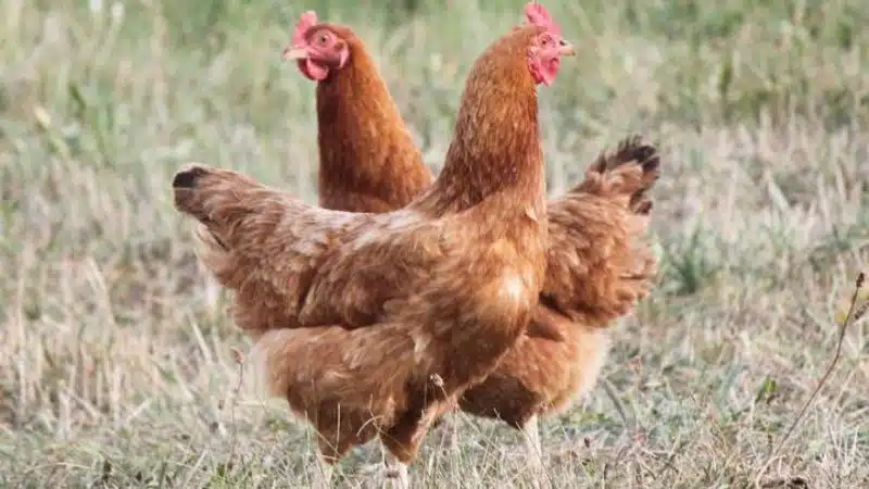 Gà tam hoàng: đặc điểm, kỹ thuật nuôi và giá bán 4 Hình ảnh gà tam hoàng với bộ lông vàng óng và mào đỏ rực rỡ