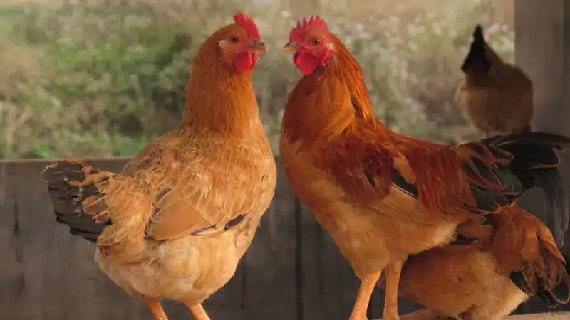 Gà tam hoàng: đặc điểm, kỹ thuật nuôi và giá bán 6 Gà tam hoàng thương phẩm được bày bán tại thị trường