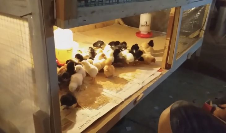 Chuồng úm gà con được vệ sinh sạch sẽ